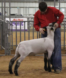 Neff Livestock